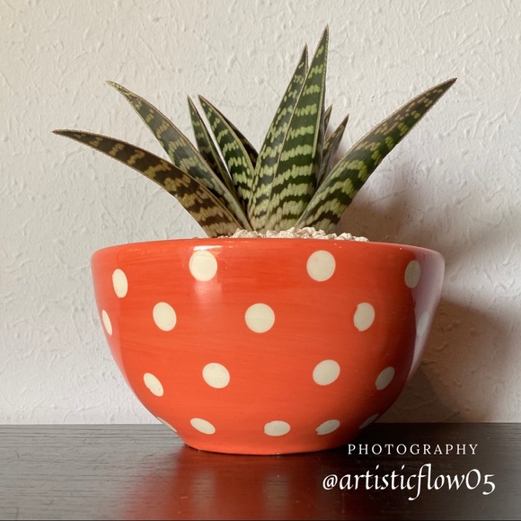 My Tiger Aloe Is Blooming - Picture 2 of 2